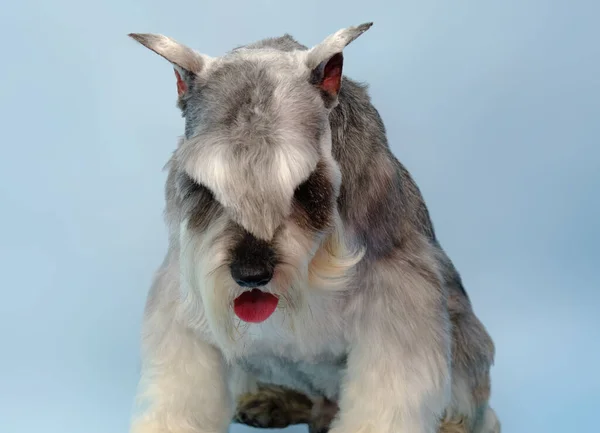 Prachtig Portret Van Een Miniatuur Schnauzer Een Blauwe Achtergrond Hond — Stockfoto