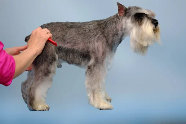 Bir Schnauzer köpeği tımar işlemi sırasında askıda durur. Yetiştirici köpeğin tüylerini...