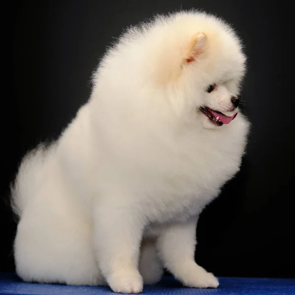 Chien Poméranien Tient Sur Une Table Bleue Devant Fond Noir — Photo