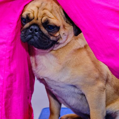 Mutlu, tapılası bir köpeğin resmi. Köpek, evcil hayvan odasında prosedürlerin bitmesini bekliyor. Hayvanlar için güzellik ve moda