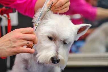 Bir Spaniel 'in bir hayvan salonunu taramasının yakın görüntüsü. Köpek ameliyatın bitmesini sabırla bekliyor. Hayvan bakımı kavramı