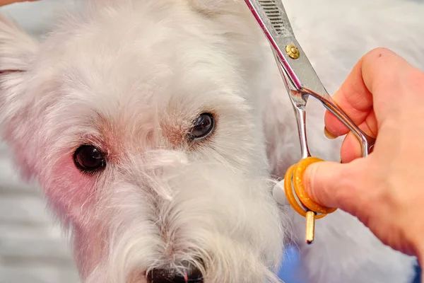 Eine Pflegerin Schert Einen Weißen Terrier Hund Einem Schönheitssalon Für — Stockfoto