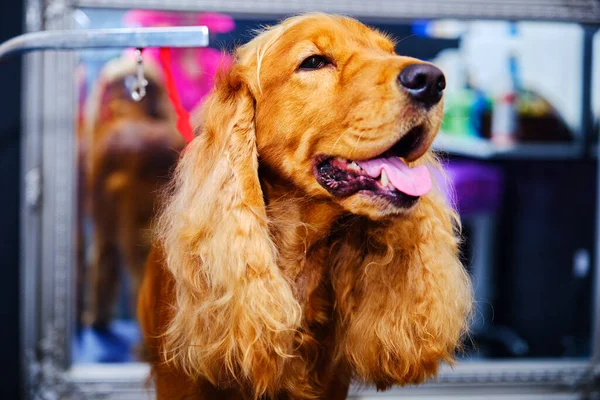 Cocker Spaniel dog in the pet care salon. Dog close-up .Pet cleaning services in veterinary medicine.Professional services for the care of animals