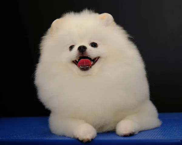 Cão Bonito Pomerânia Mostra Sua Forma Após Corte Cabelo Conceito — Fotografia de Stock