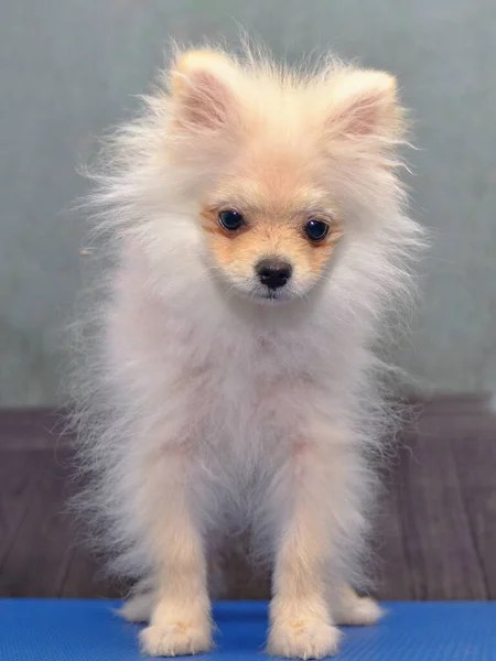 The dog is a Pomeranian with a bad coat after grooming procedures. — Stock Photo, Image