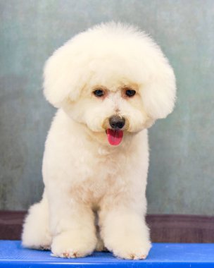 Gri arka planda oturan Bichon Frize köpeği. Bakım masasında temiz ve bakımlı bir köpek.
