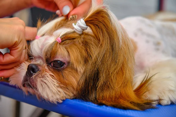 Un perro Shih Tzu yace sobre una mesa en un salón del zoológico. Un especialista hace colas en la cabeza de las mascotas. —  Fotos de Stock