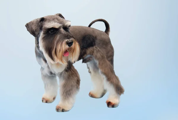 Een miniatuur Schnauzer op een blauwe achtergrond staat en kijkt achterom. De hond heeft een kapsel in de dierensalon. — Stockfoto