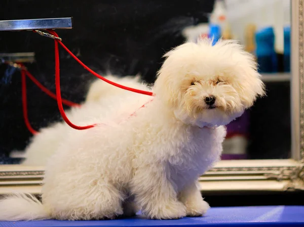 Bichon frieze tımar prosedürlerinin önünde masanın üstünde. Köpeğin yıkanmaya, kurulanmaya ve tımarlanmaya ihtiyacı var. Masadan düşmemen için boynuna bir tasma tak.
