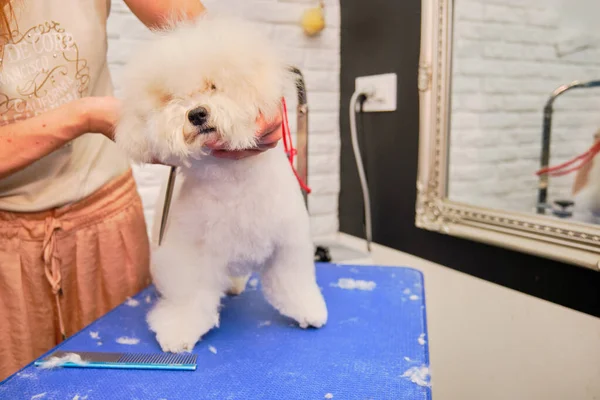 Frise Bichon Tient Sur Table Lors Une Coupe Cheveux Toiletteur — Photo