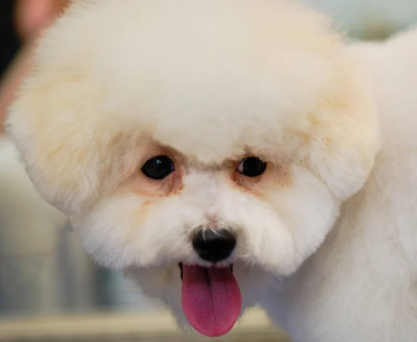 Bichon Frise Cabeça Cachorro Close Cão Após Procedimentos Preparação — Fotografia de Stock