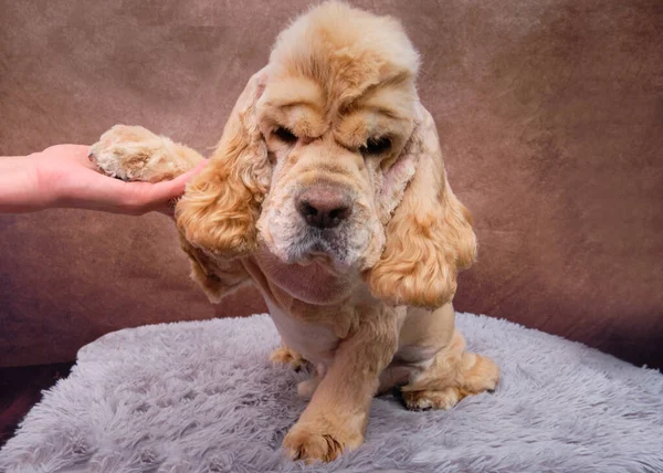 Den Cocker Spaniel Gav Tass Till Triomer Och Tackade Honom — Stockfoto