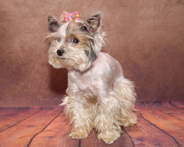 Beaver Yorkshire Terrier stands on four legs. On the head is a cute bow that supports the dog\'s hair and does not allow it to get into the eyes.