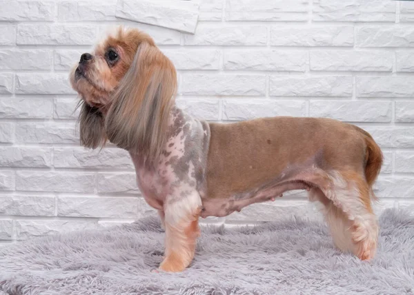 Shih Tzu, tuğla bir arka planda kıllı bir zeminde duruyor. Köpek yukarı bakıyor. Saç kesimi, üreme standardına göre..