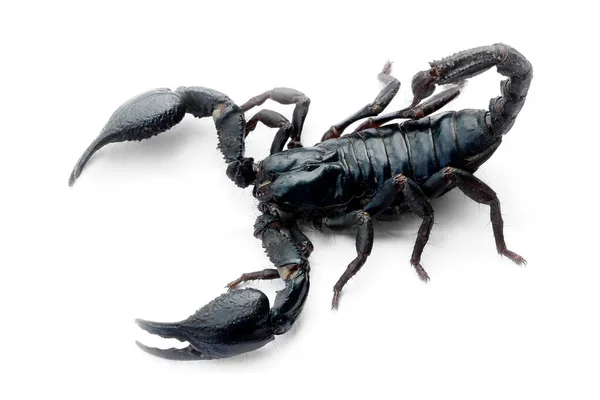 Black Scorpion Isolated White Background Poisonous Animals — Stock Photo, Image
