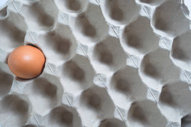 Yumurta paneline bir yumurta.
