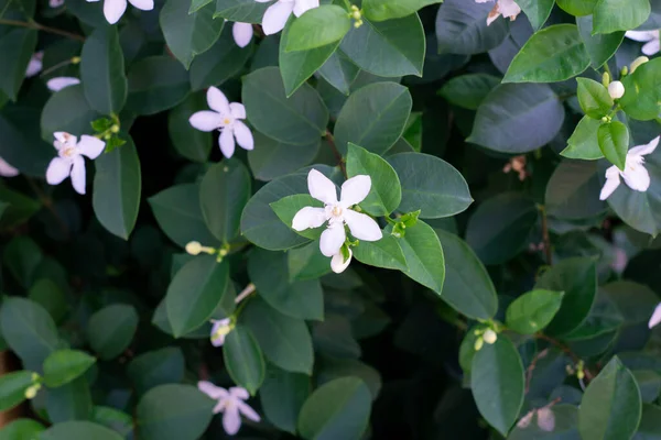 Jasmine plant and flower. Scientific name is Jasminum officinale.