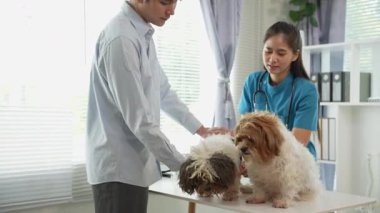 Veteriner üniformalı bir veteriner veteriner veteriner veteriner kliniğinde küçük bir köpeği muayene ediyor..