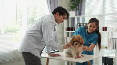 Veteriner üniformalı bir veteriner veteriner veteriner veteriner kliniğinde küçük bir köpeği muayene ediyor..