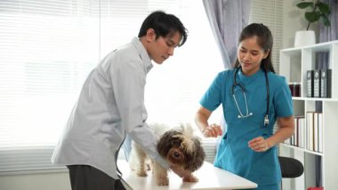 Veteriner üniformalı bir veteriner veteriner veteriner veteriner kliniğinde küçük bir köpeği muayene ediyor..
