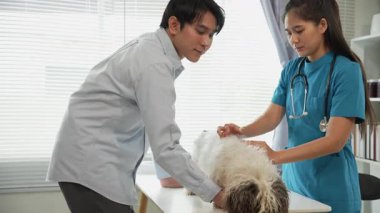 Veteriner üniformalı bir veteriner veteriner veteriner veteriner kliniğinde küçük bir köpeği muayene ediyor..