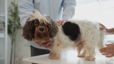 Veteriner üniformalı bir veteriner veteriner veteriner veteriner kliniğinde küçük bir köpeği muayene ediyor..