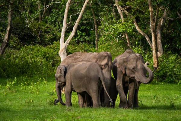 Von Wilden Indischen Elefanten Gehört — Stockfoto