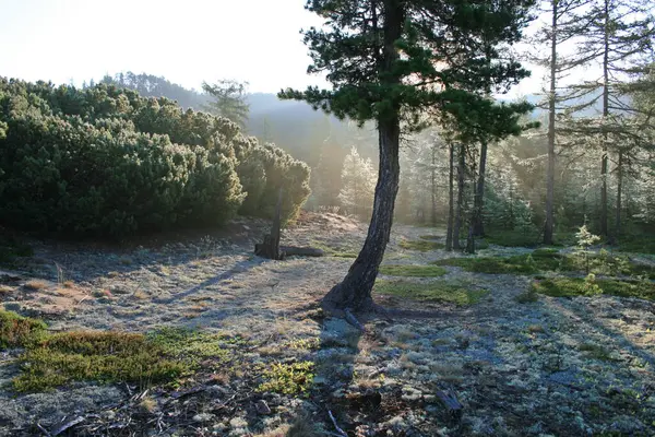 Die Küste Des Baikalsees Taiga Morgendämmerung Die Strahlen Der Sonne — Stockfoto