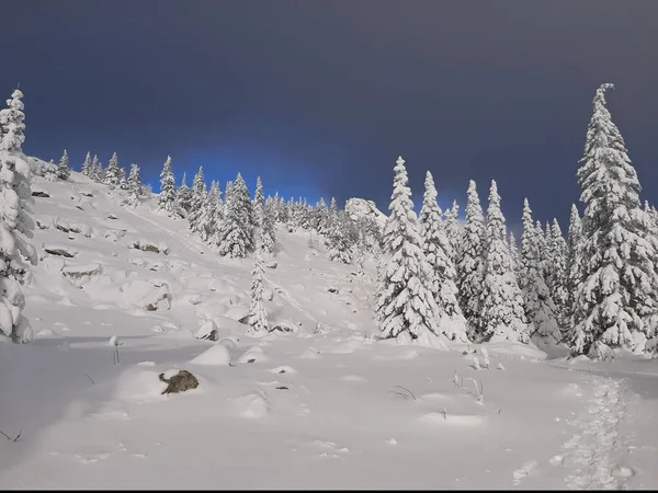 ロシアだ 山岳南部ウラル 山の冬の景色 雪の森だ パノラマ — ストック写真