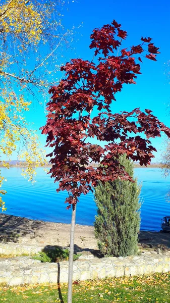 Złota Jesień Słoneczny Dzień Piękne Drzewa Tle Rzeki — Zdjęcie stockowe