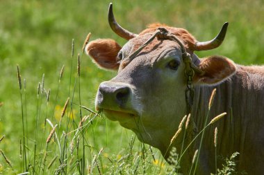 Güneşli bir günde çayırda inek