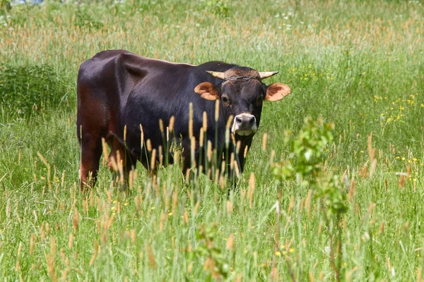 Tjuren Ängen Solig Dag — Stockfoto