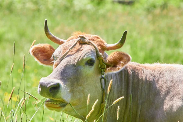 Корова Лугу Солнечный День — стоковое фото