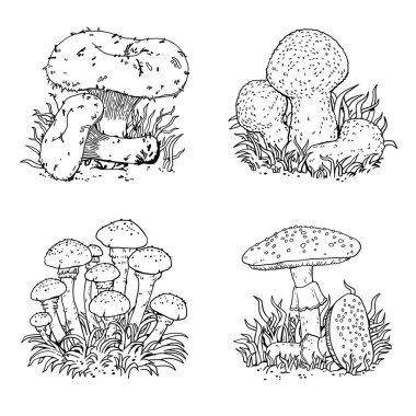 Bir dizi mantar. Mantarlar. Yenilebilir mantarlar. Mantar konturu. Siyah beyaz mantar çizimi.