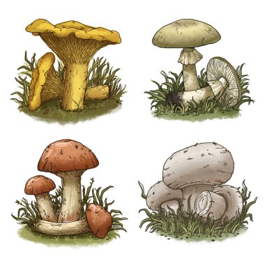 Bir dizi mantar. Mantarlar. Yenilebilir mantarlar. 