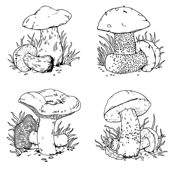 Bir dizi mantar. Mantarlar. Yenilebilir mantarlar. Mantar konturu. Siyah beyaz mantar çizimi.