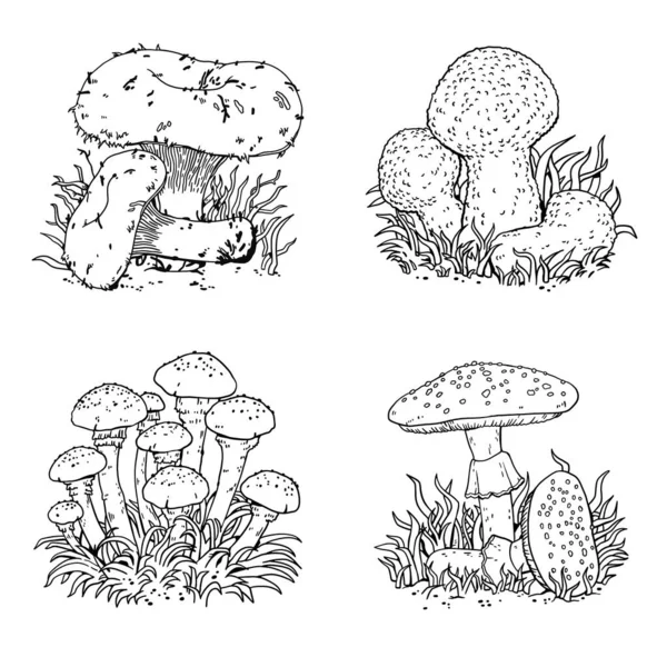 Bir dizi mantar. Mantarlar. Yenilebilir mantarlar. Mantar konturu. Siyah beyaz mantar çizimi.