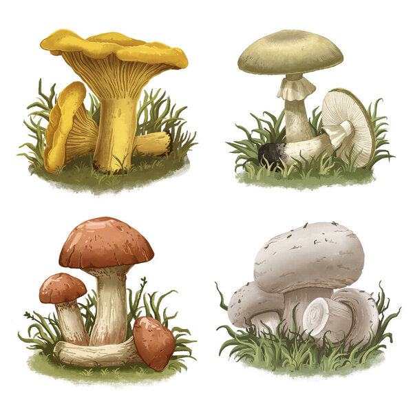 A set of mushrooms. Mushrooms. Edible mushrooms. 
