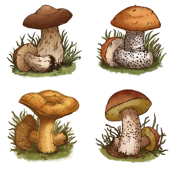 Una Serie Funghi Funghi Funghi Commestibili — Foto Stock