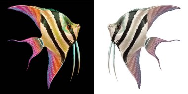 Akvaryum balığı çizimi. Sıtma. Çizgili ve üçgen balıklar. Beyaz ve siyah arka planda. Pterofilyum kabuğu..