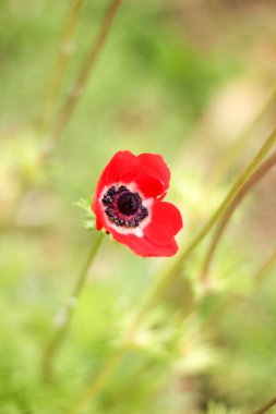 Vahşi doğada kırmızı çiçek gelinciği