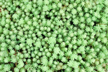 yeşil yosun arkaplan, yeşil çimen arkaplan