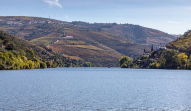 Sonbahar çekirdekli Douro Vadisi 'nin üzüm bağlarının manzarası - Portekiz