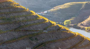 Sonbahar çekirdekli Douro Vadisi 'nin üzüm bağlarının manzarası - Portekiz