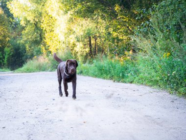 Yakışıklı bir çikolata genç Labrador ormanda kumlu bir patikadan kameraya doğru koşuyor. Yaz güneşli bir gün.