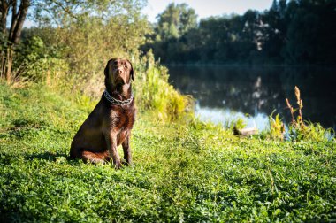 Güzel bir çikolata lobradoru oturur ve gölün yüzeyine bakar. Terbiyeli köpek..