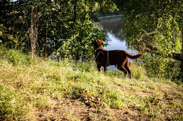 Um jovem Labrodor castanho procura presas no lago. O cão está a caçar. O cachorro de chocolate corre ao longo da costa. — Fotografia de Stock