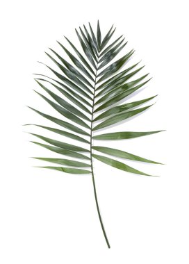 Beyaz arkaplanda yeşil palmiye yaprağı izole