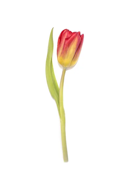 Fleur Tulipe Rouge Jaune Isolée Sur Fond Blanc — Photo