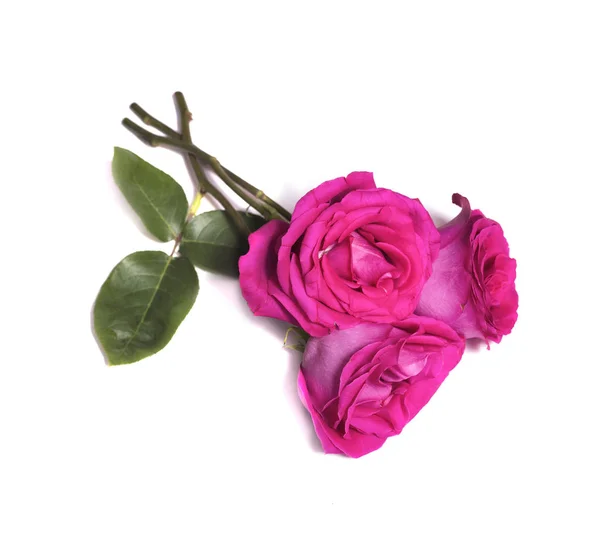 Három Rózsaszín Rózsa Virágok Elszigetelt Fehér Background — Stock Fotó